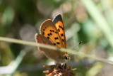 Purplish Copper (lycaena helloides)