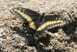 Desert Black Swallowtail (Papilio polyxenes coloro)