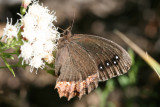 Red-Bordered Satyr (Gyrocheilus patrobas tritonia)