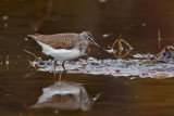 Green Sandpiper. Skogsnipe