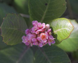 Lemonadeberry (Rhus integrifolia) - showing flowers