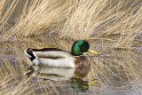 Mallard _S9S6155.jpg
