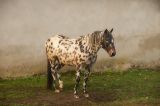 Cheval in the mist