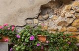 Wall and flowers