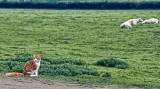 Let sleeping cattle lie