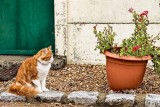 Is that a catnip plant?