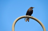 Blackbird
