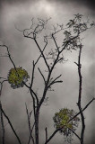 Passing branches