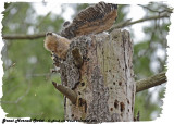 20130430 265 SERIES - Great horned Owlet.jpg