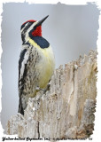 20130501-1 103 SERIES - Yellow-bellied Sapsucker.jpg