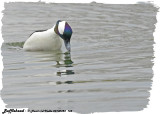 20130424 148 SERIES - Bufflehead.jpg