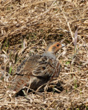 20070419 084 Gray Partridge