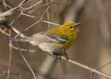 20070423 054 Pine Warbler.