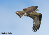 20070430-1 003 Osprey