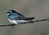 20070503 057 Tree Swallow