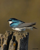 20070503 037 Tree Swallow