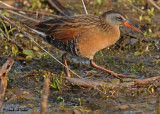 20070523-1 091 Virginia Rail