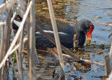 20070523-2 017 Common Moorhen