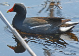 20070523-2 027 Common Moorhen