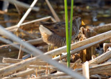 20070523-1 002 Sora (rail)