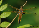 20070527-2 036 Dragonfly