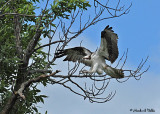 20070606-1 002 Osprey