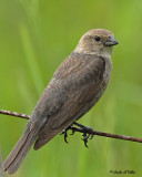 20070607-1 155 Brown-headed Cowbird (female)