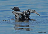 20070610-1 048 Common Loon