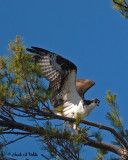 20070617-4 023 Osprey