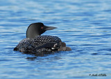 20070617-4 051 Common Loons