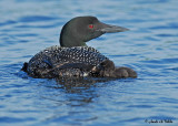 20070617-4 078 Common Loons