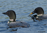 20070619-2 034 Common Loons