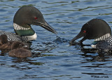 20070619-2 037 Common Loons