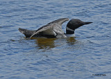 20070623-2 065 Common Loon