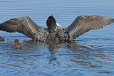 200706226 022 Common Loons