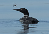 20070617-3 105 Common Loon