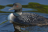 200706226 109 Common Loon