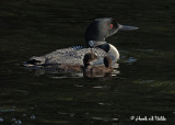 200706226 042 Common Loons