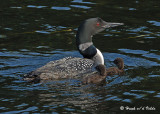 200706226 098 Common Loons