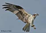 20070706 200 Osprey (female).jpg