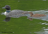 20070710 050 Common Loons (1st Fam) .jpg