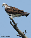 20070619-2 172 Osprey2 .jpg