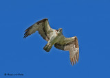 20070713-3 103 Osprey .jpg