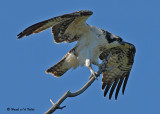 20070721-1 347 Osprey juvenile .jpg