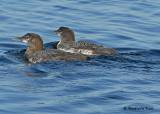20070722-2 181 Common Loons juveniles, 3rd fam.jpg