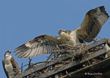 20070727 137 Osprey juvenile .jpg