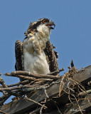 20070727 082 Osprey juveniles .jpg