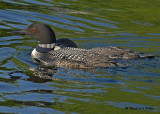 20070804 130 Common Loon 3rd Fam .jpg