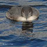 20070815 272 Common Loon, 1st fam.jpg