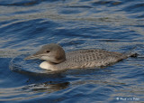 20070815 275 Common Loon, 1st fam.jpg